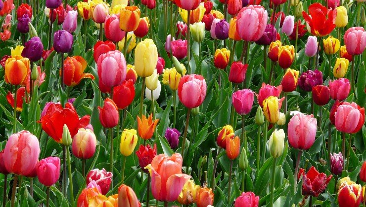 campo de tulipanes