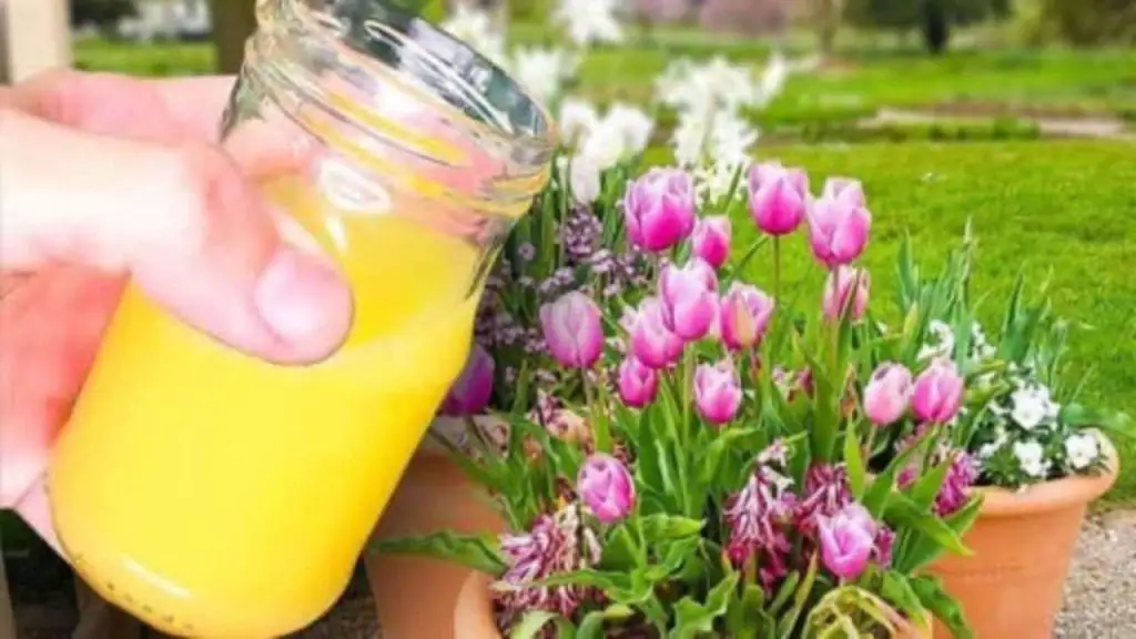 El truco del florista para tener tulipanes sanos y exuberantes: te durarán meses – Mis Consejos Jardinería