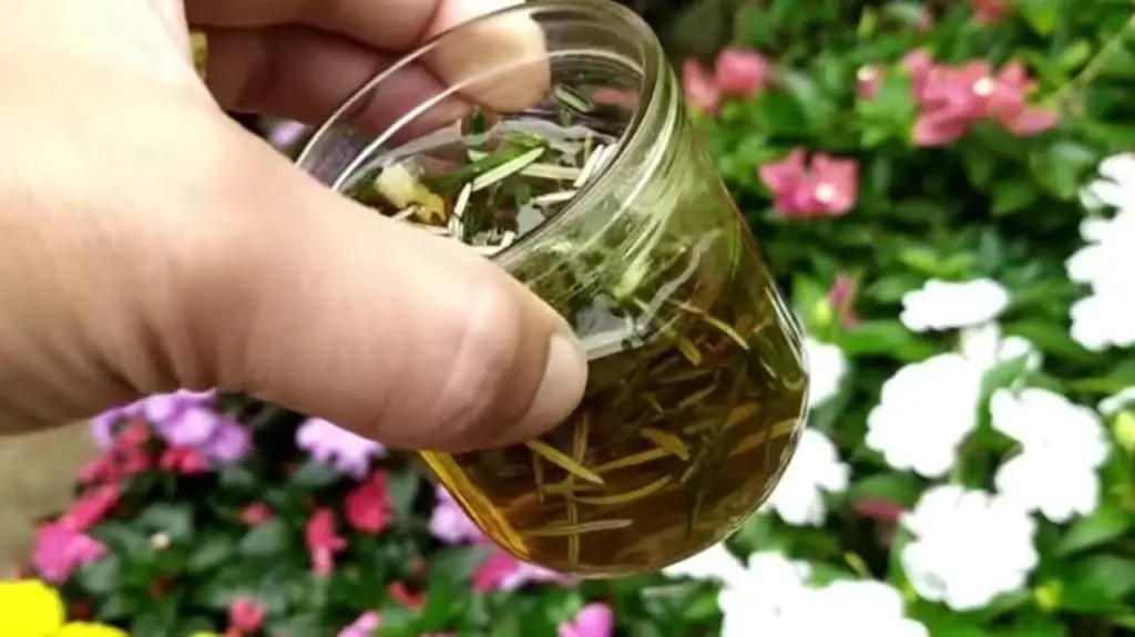 Llena 1 taza y harás florecer muchas flores en el jardín y en el balcón. – Mis Consejos Jardinería