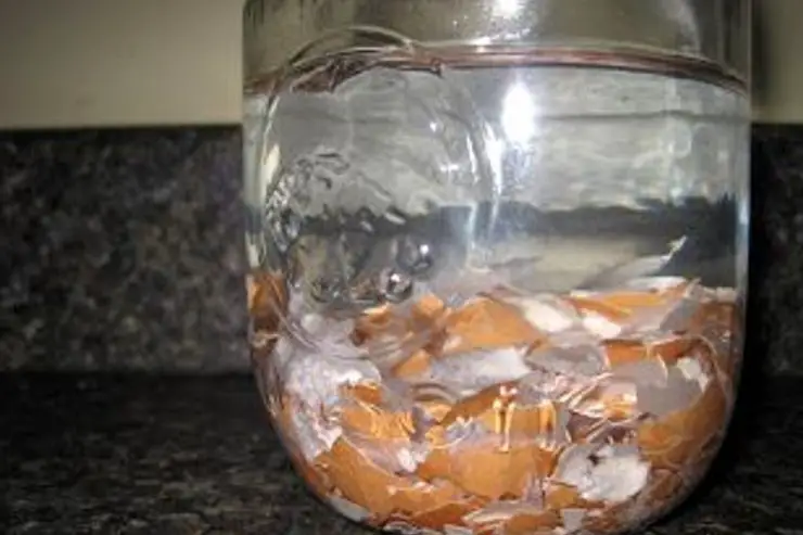 Remojar las cáscaras de huevo en agua, ¡por eso cada vez más personas lo hacen! – Mis Consejos Jardinería