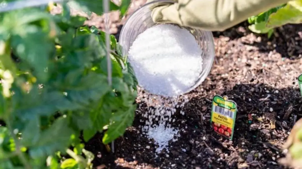 Si desea plantas exuberantes y florecer en poco tiempo, use este fertilizante: los resultados lo sorprenderán – Mis Consejos Jardinería