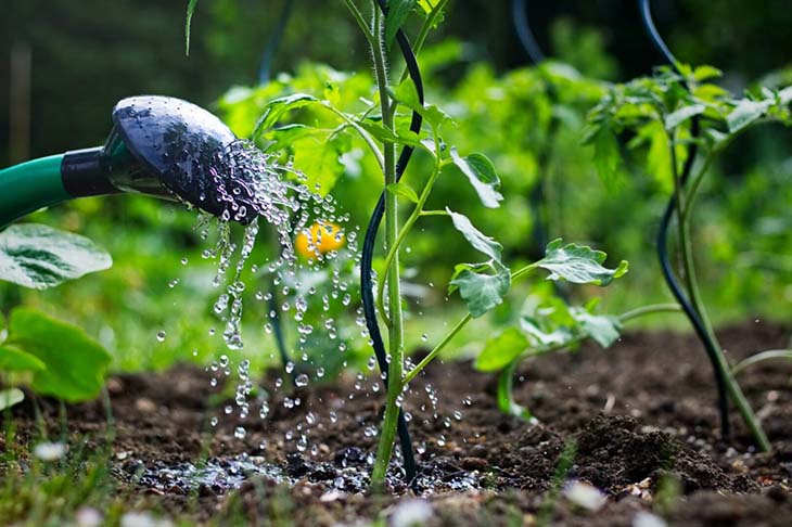 regar las plantas