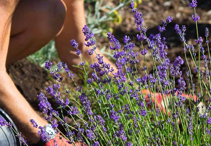 lavanda1