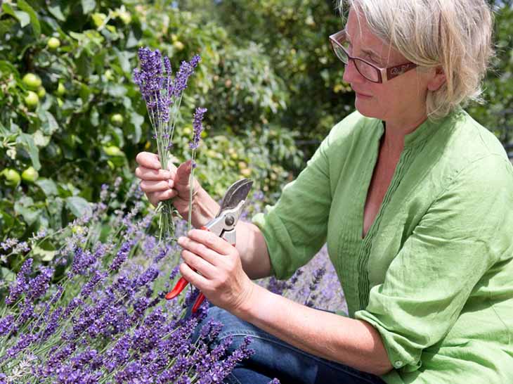 lavanda2