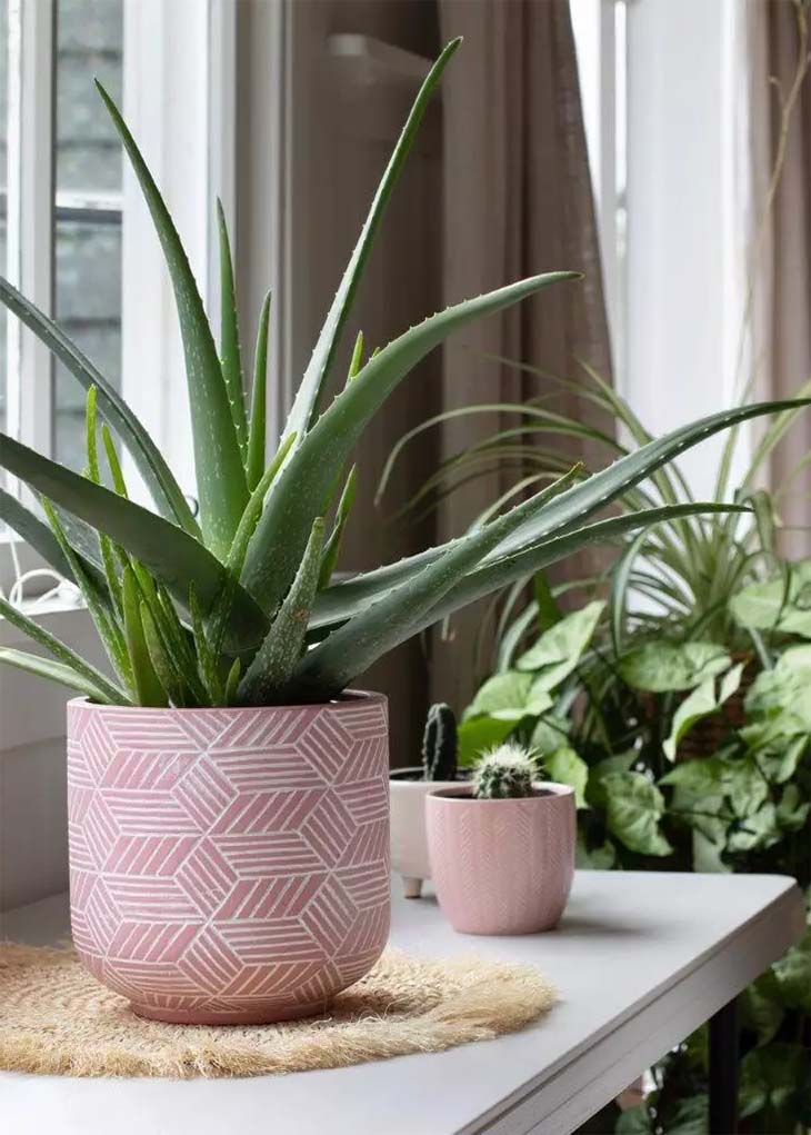 aloe vera de la suerte