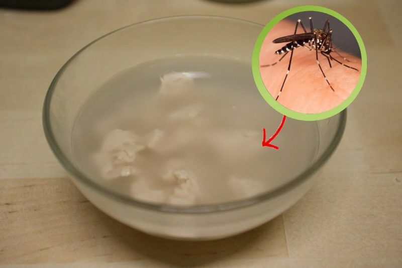 ¡Ha sido votada como la mejor trampa para mosquitos de todos los tiempos! A continuación te explicamos cómo hacerlo – Mis Consejos Jardinería