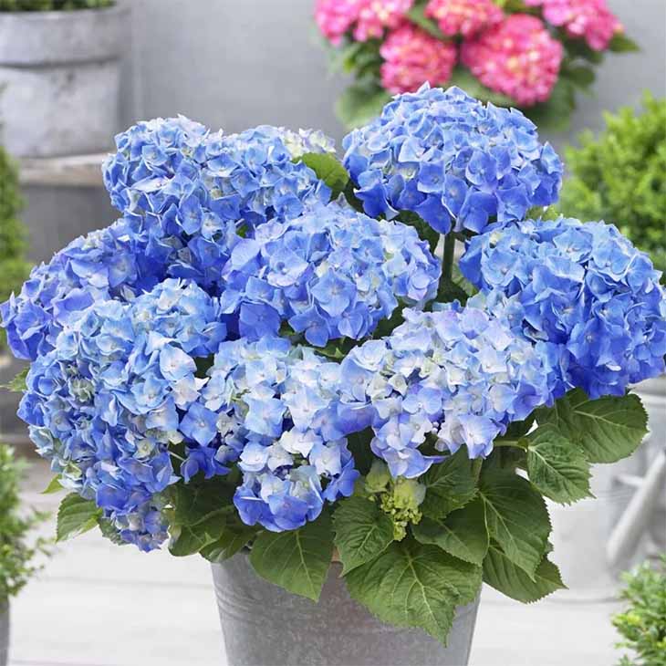 hortensias azules
