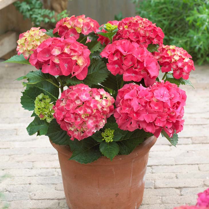 hortensias rojas