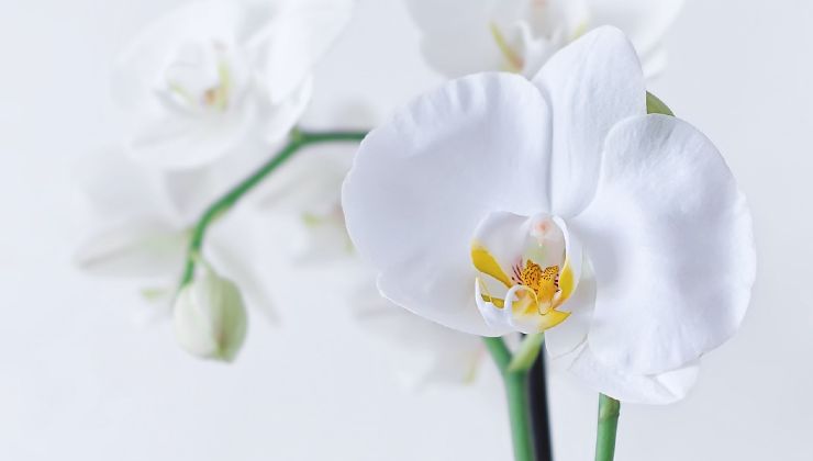 metodo para orquideas