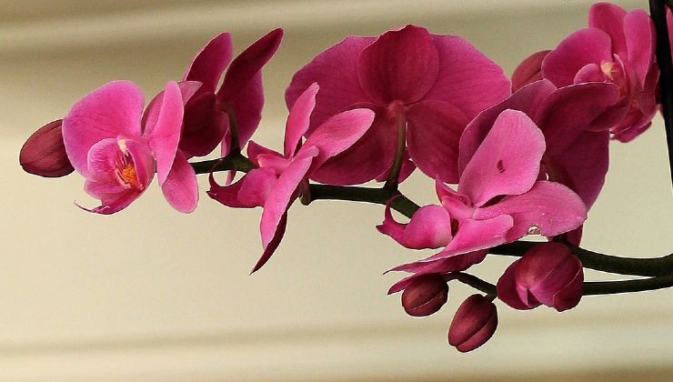 orquídea