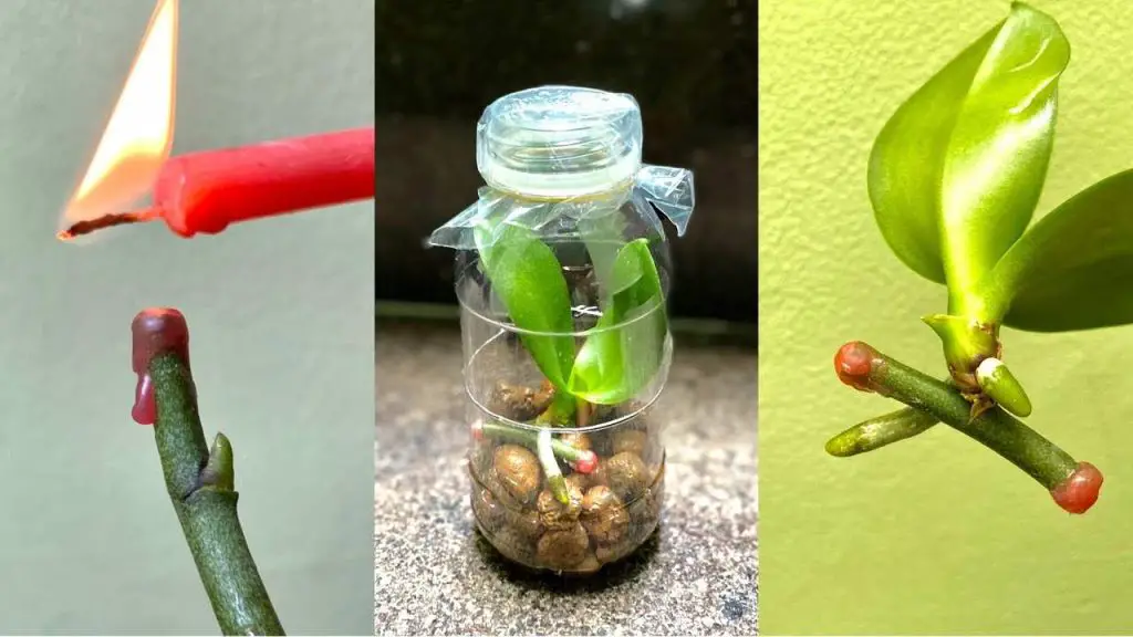 Orquídeas, cómo propagarlas con ramitas de flores para que las plantas crezcan enseguida – Mis Consejos Jardinería