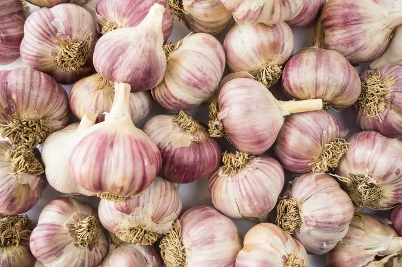 Ajo, ¡adiós a los brotes! ¡Mi abuela me enseñó a guardarlo sin que sucediera! – Mis Consejos Jardinería