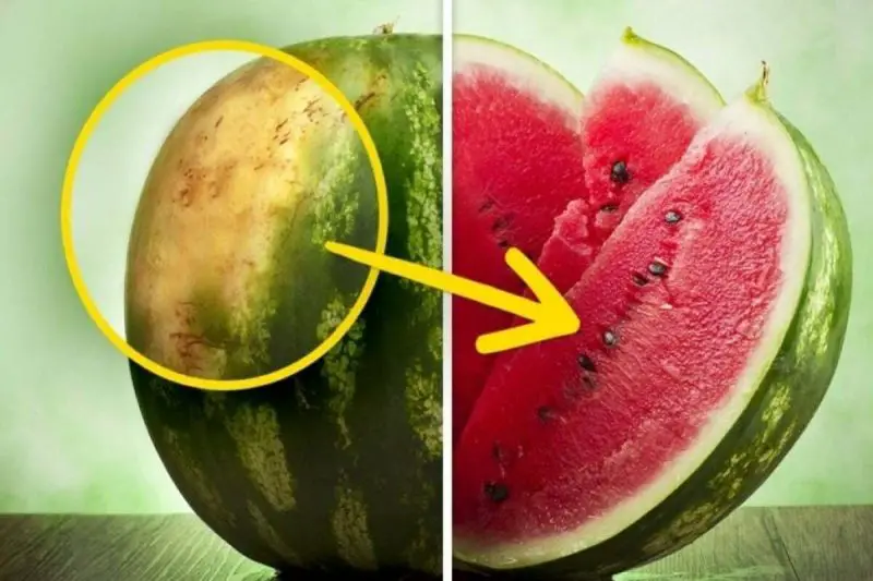 ¡Cómo reconocer una sandía súper dulce por su apariencia! ¡No más sandías de calabaza! – Mis Consejos Jardinería