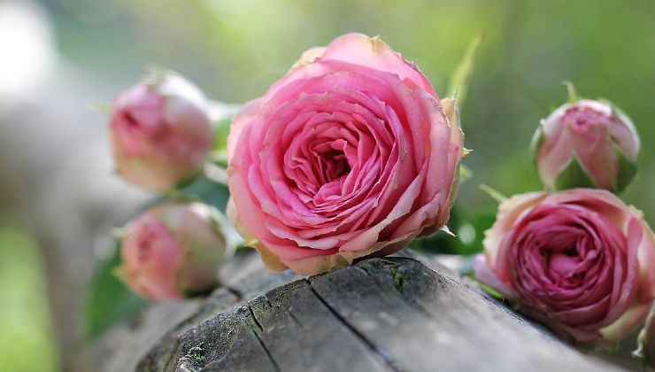 reproducir las rosas