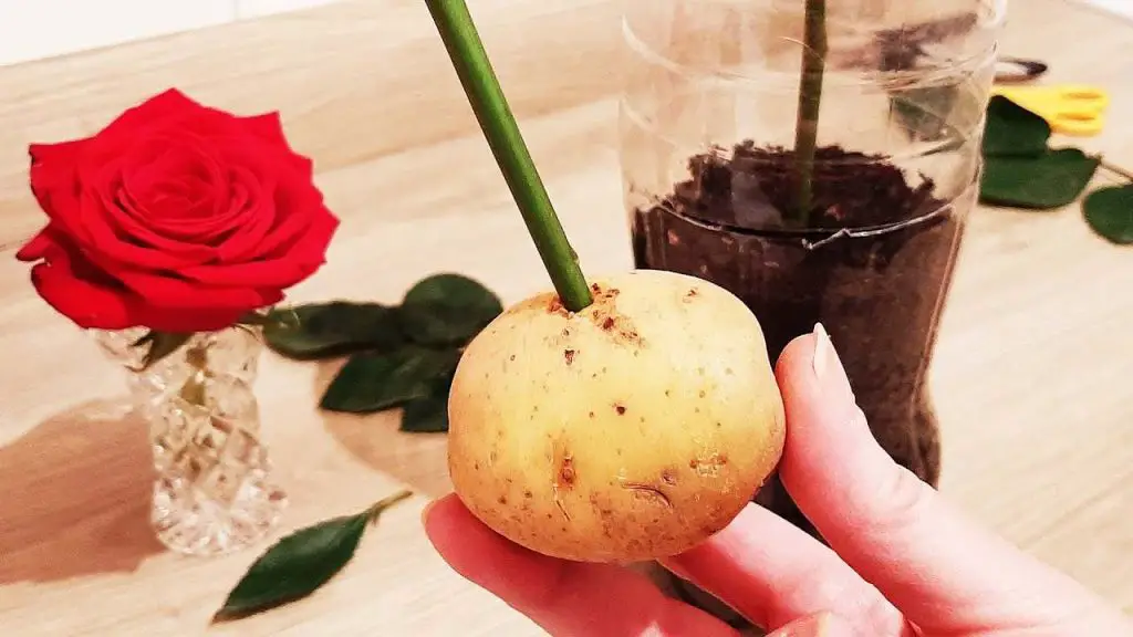 Cómo reproducir rosas con 1 patata: solo así se multiplicarán infinitamente – Mis Consejos Jardinería