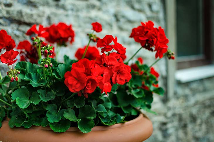 cultivar pelargonios en macetas