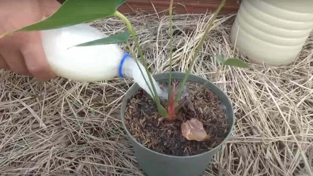 Potente fertilizante casero, con 2 ingredientes revives cada planta – Mis Consejos Jardinería