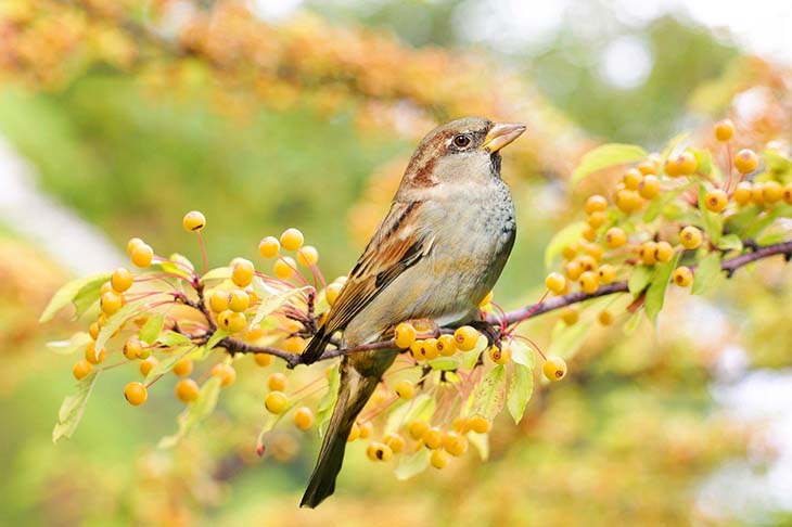pájaros de jardín