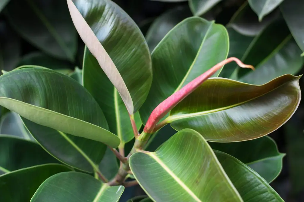 Cómo cultivar ficus robusta en casa y contrarrestar los contaminantes – Mis Consejos Jardinería