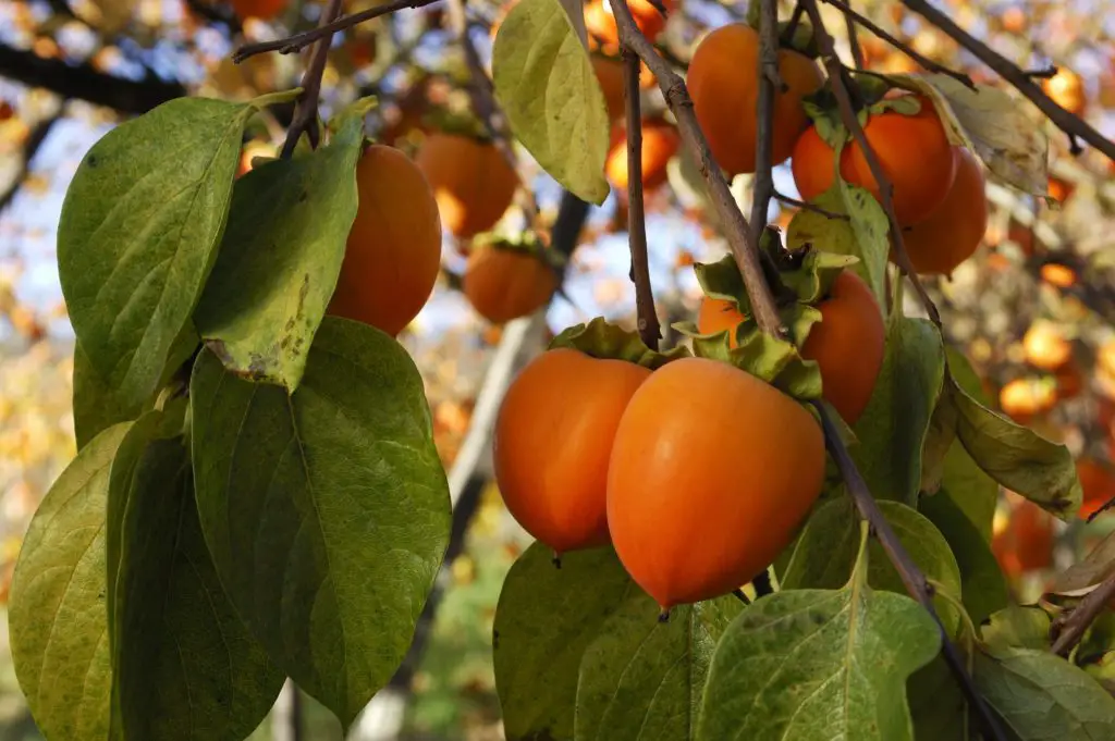 Cómo cultivar el árbol de caqui (incluso en macetas) – Mis Consejos Jardinería