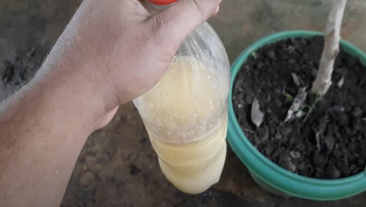 Fertilizante natural con semillas de calabaza