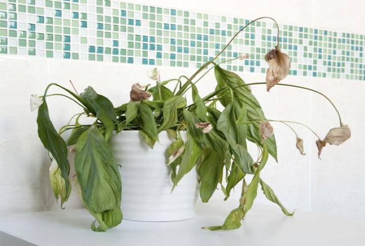 Planta marchita y sin flores.