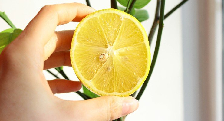 Limón