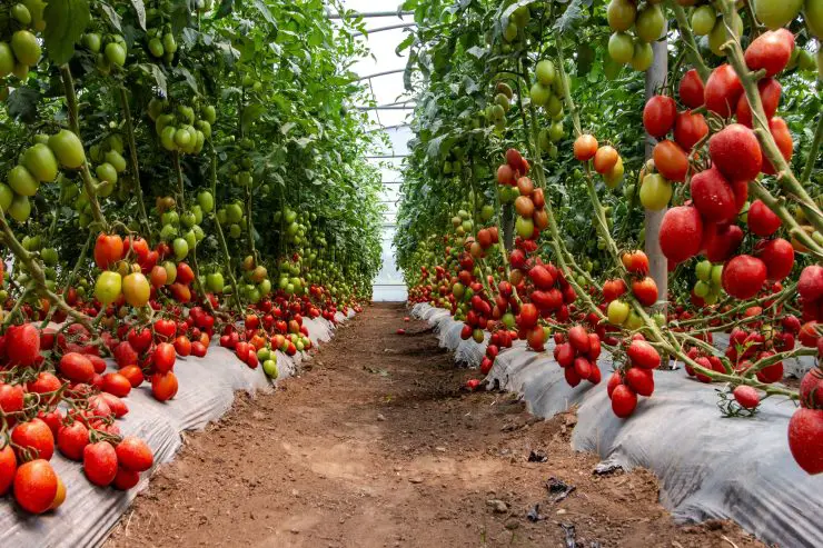 ¡Tripliqué la cosecha de tomates con este truco! – Mis Consejos Jardinería