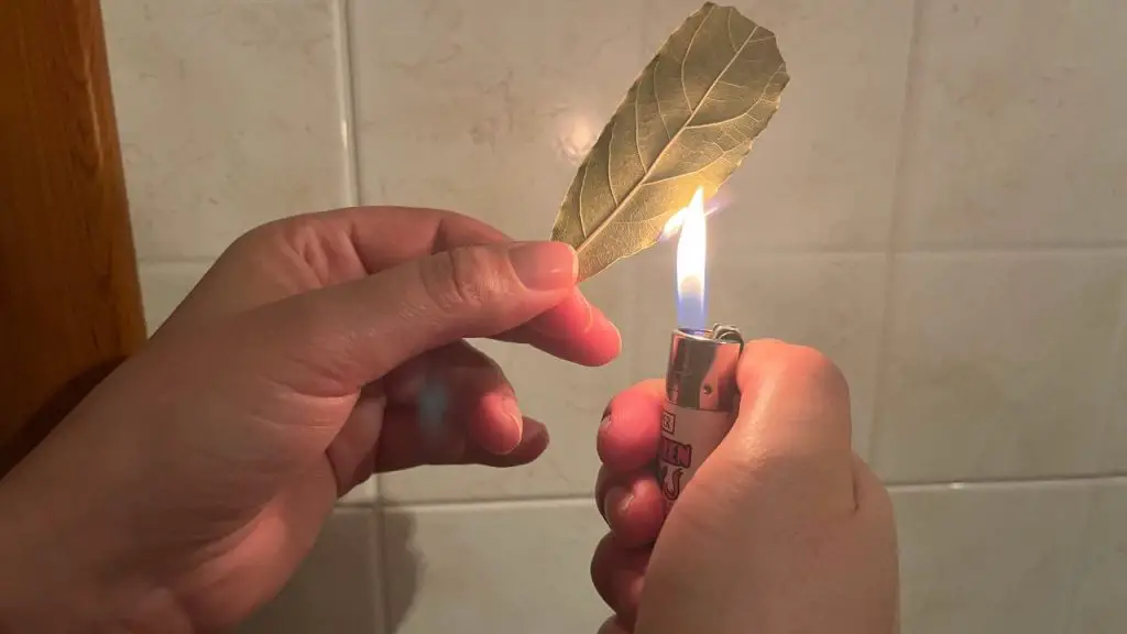 Quema 1 hoja de salvia en casa, 5 minutos después notarás los efectos: qué pasa – Mis Consejos Jardinería