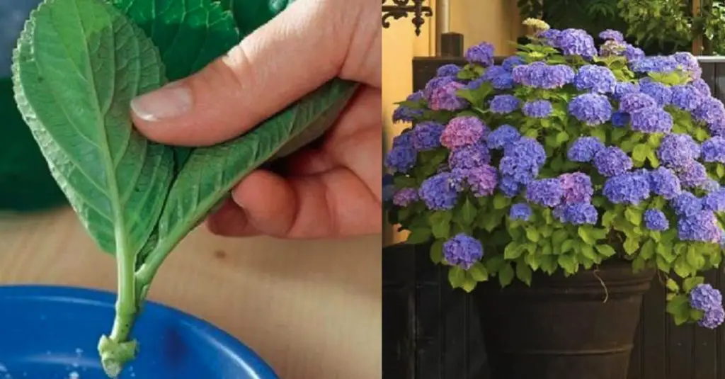 El cultivo de hortensias: no exponerla al sol directo y nunca dejarla sin agua – Mis Consejos Jardinería