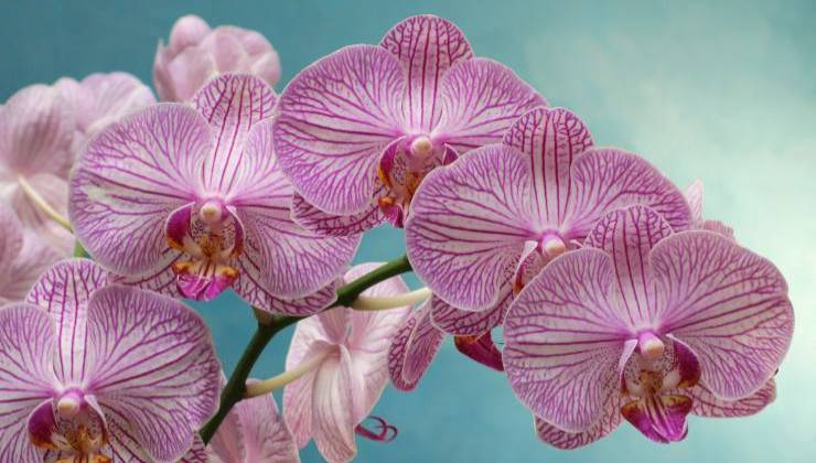 Orquídeas exuberantes