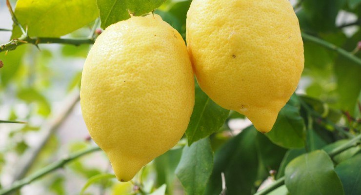 cultivar el limonero