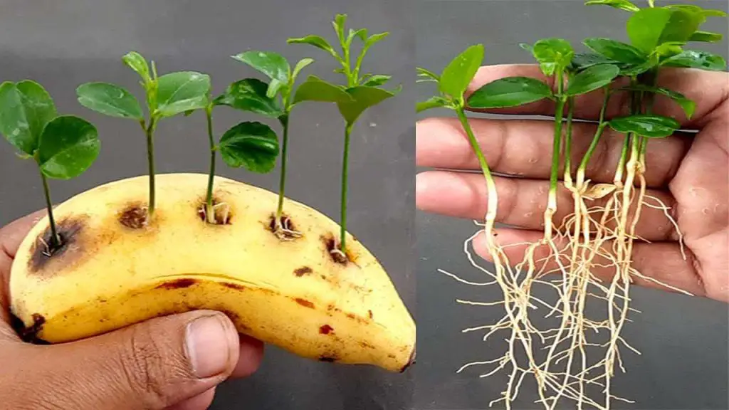 Perfora un plátano e inserta semillas de limón, el resultado te sorprenderá: lo que sucede – Mis Consejos Jardinería
