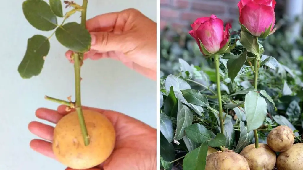 Reproduce rosas infinitamente sin gastar dinero, hazlo con el TRUCO de la patata. ¡Es así de simple! – Mis Consejos Jardinería