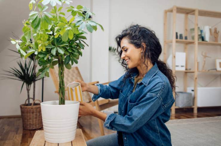 planta de casa