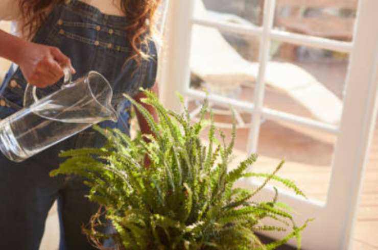 planta de riego