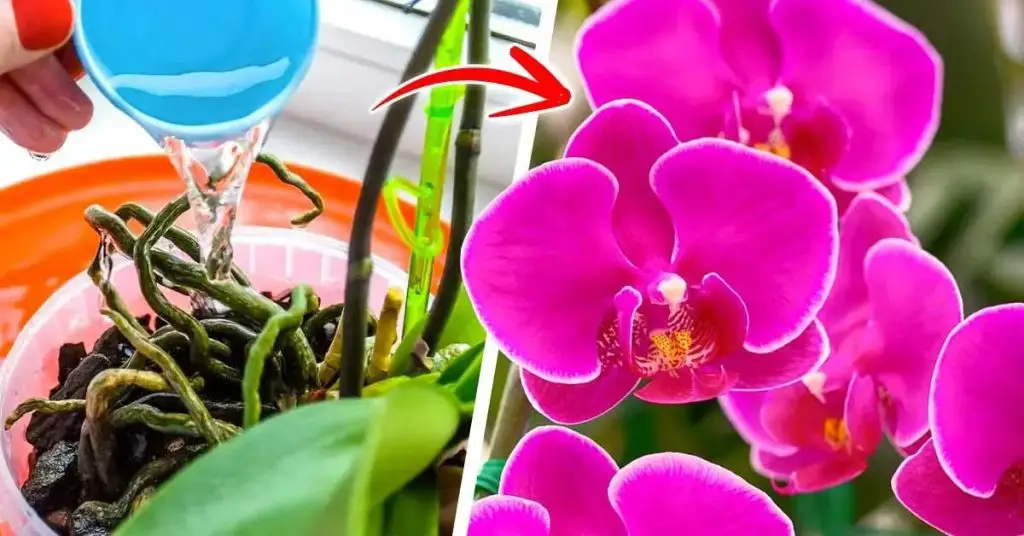 Las orquídeas florecerán todo el año si las riegas con este producto natural – Mis Consejos Jardinería