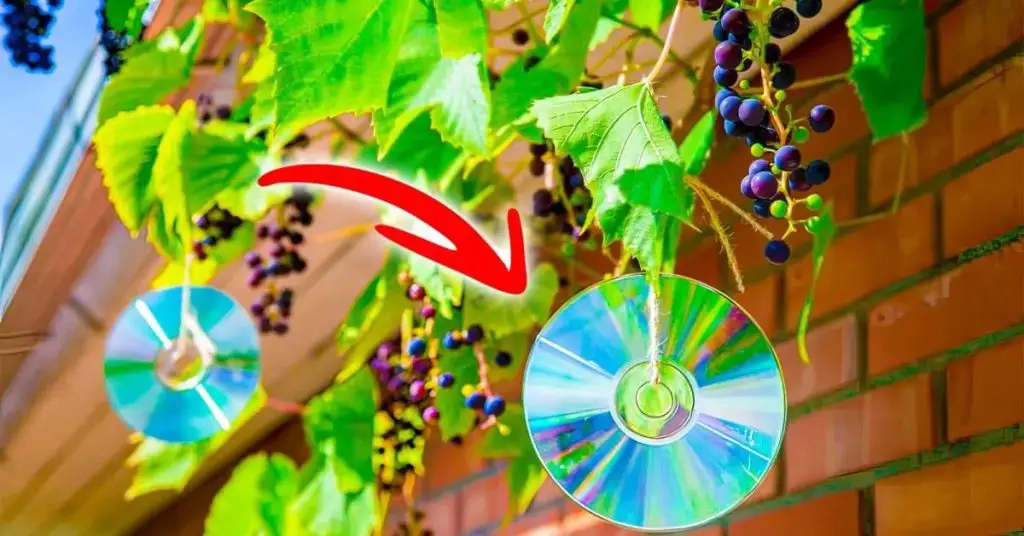 ¿Por qué es inteligente colgar CD en los árboles? El truco que salva tu jardín – Mis Consejos Jardinería