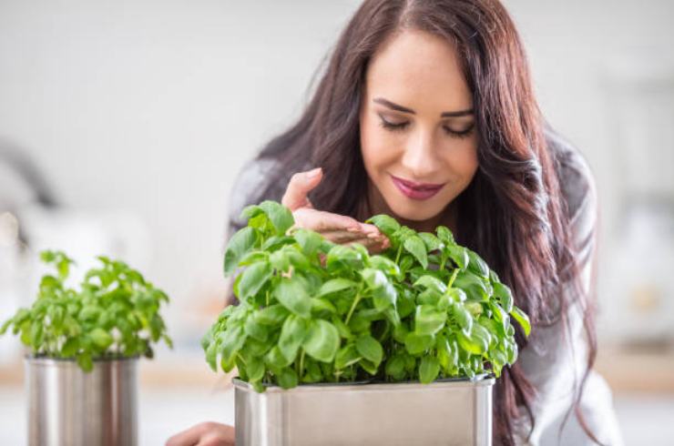Albahaca en casa