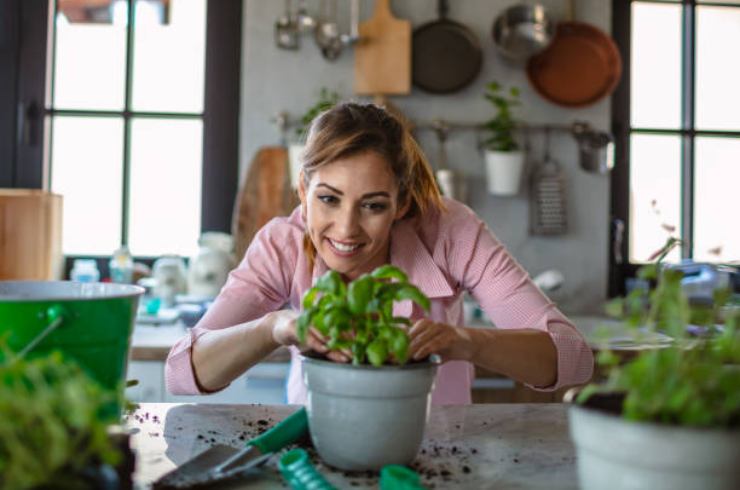 planta de albahaca