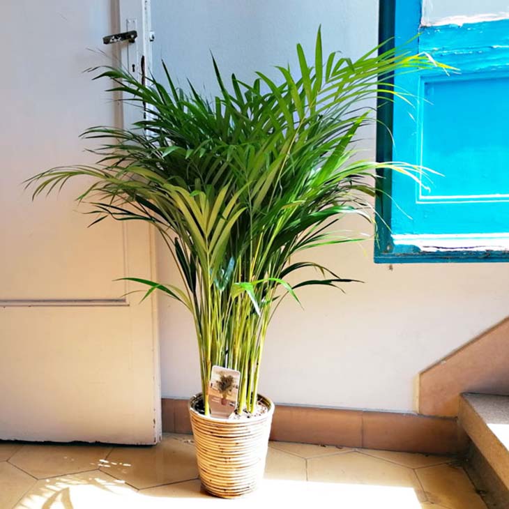 palmera areca