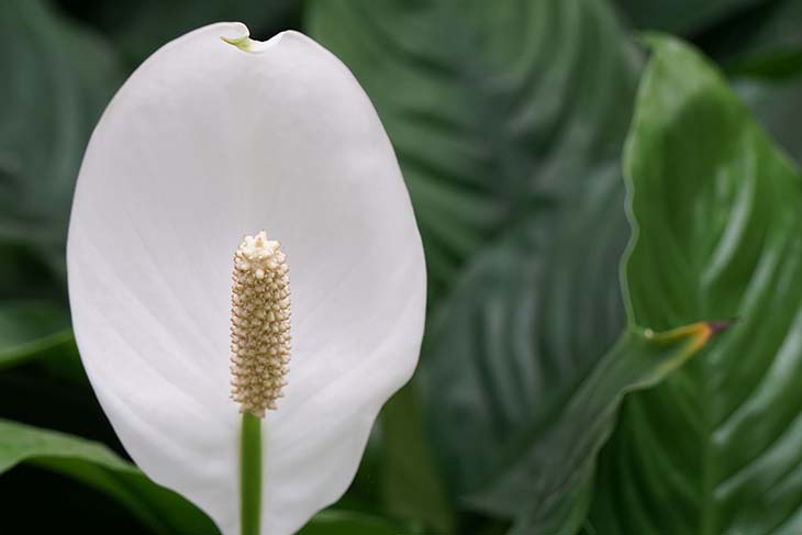 planta floreciendo