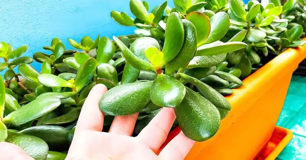 ¿Cómo plantar y cultivar un árbol de jade en casa? – Mis Consejos Jardinería