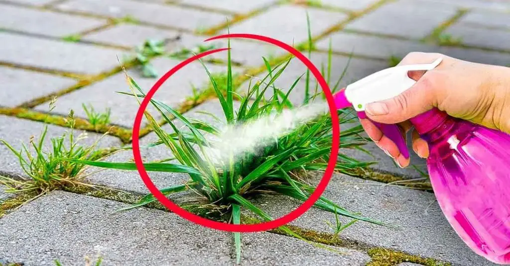 ¿Cómo deshacerse de las malas hierbas de forma natural? Gracias a un producto que está en todos los hogares – Mis Consejos Jardinería