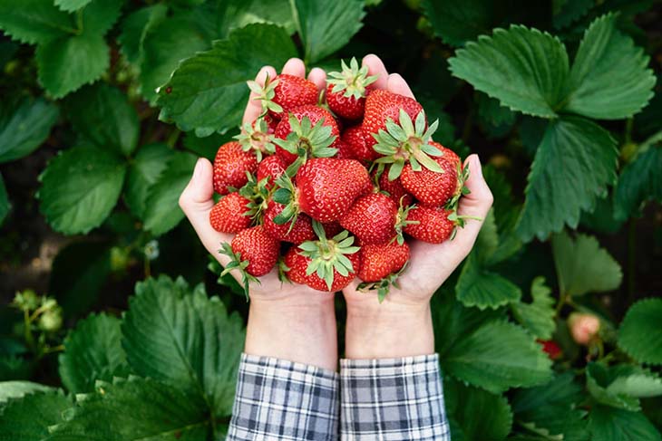 fresas en manos