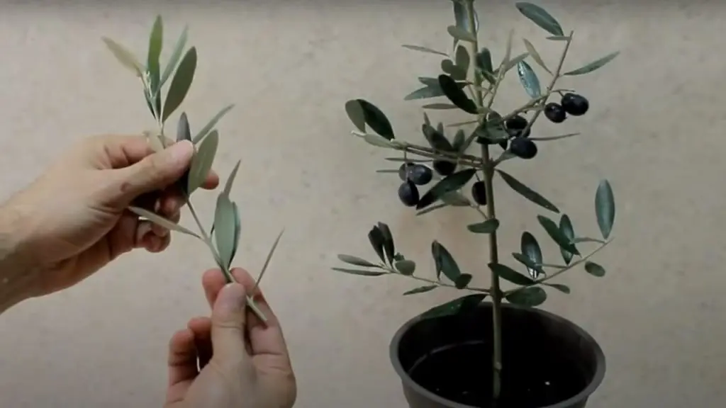 Olivo, el truco para multiplicarlo infinitamente a partir de 1 rama: todo sin coste – Mis Consejos Jardinería