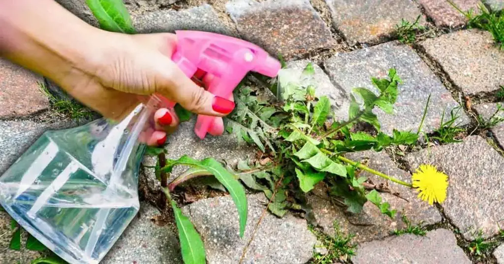 Malas hierbas en el patio o jardín? El truco de los jardineros inteligentes para eliminarlas en poco tiempo – Mis Consejos Jardinería