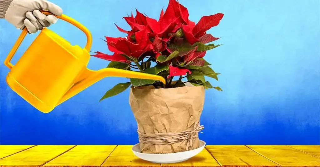 ¿Cómo regar una flor de Pascua? La mayoría de la gente no lo sabe y lo destruye antes de Navidad. – Mis Consejos Jardinería