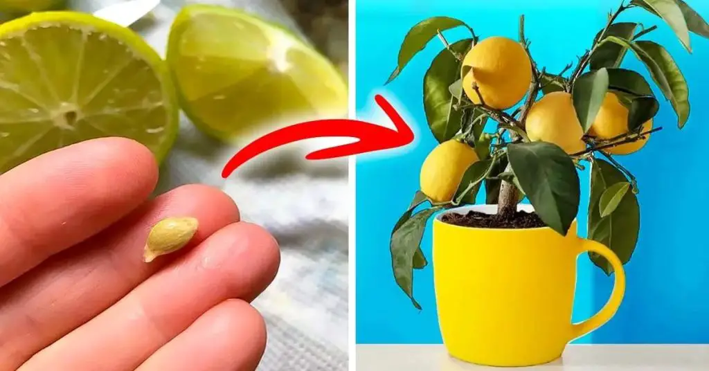No tires las semillas de limón: así es como se usan para cultivar un árbol de limón – Mis Consejos Jardinería