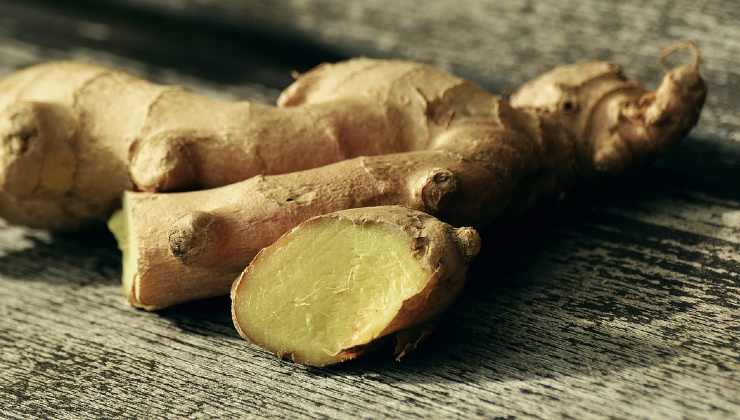 cultivar jengibre